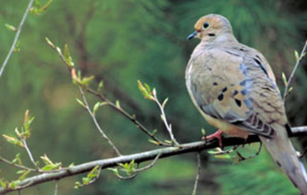 Does the National Audubon Society website have free pictures of doves?