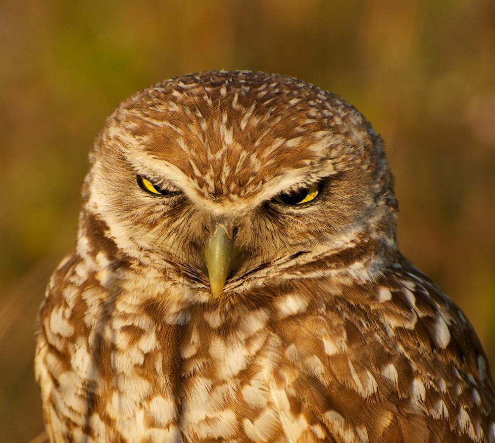 burrowing-owl-named-audubon-california-s-2013-bird-of-the-year