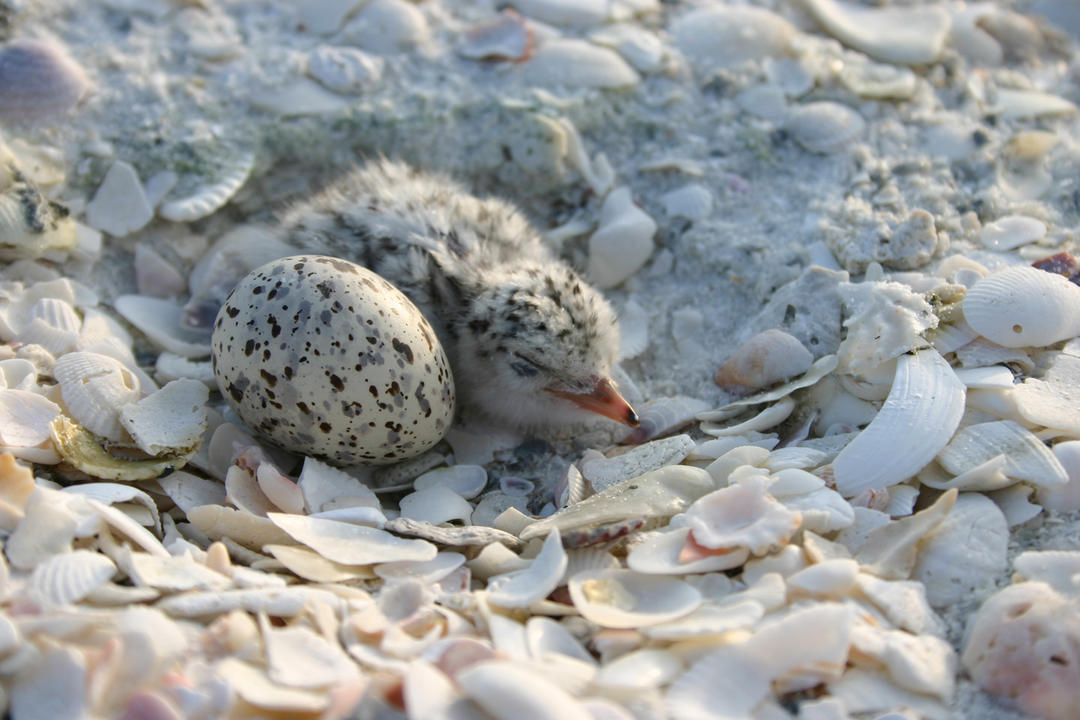 Least Tern chicks are hatching in Southern California