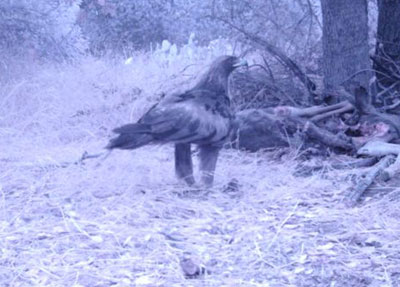 Golden Eagle And Cougars At Starr Ranch Audubon California