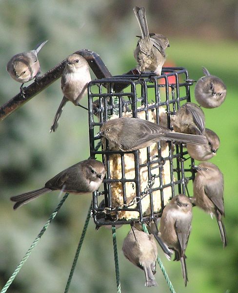 6 Reasons Why Birds Aren't Coming to Your Bird Feeder - ECCB Outdoor