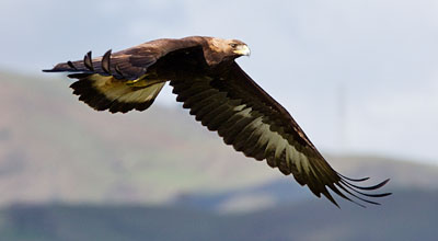 Two More Golden Eagles Found Dead At Tahachapi Wind Farm