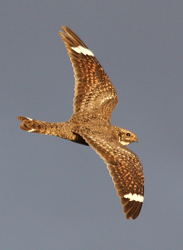 Lesser Nighthawk soaring northward | Audubon California