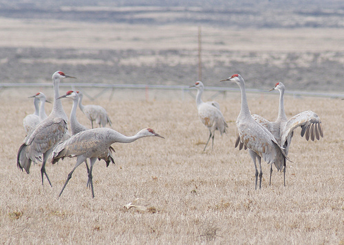 Sandhill Cranes arriving in Washington | Audubon California