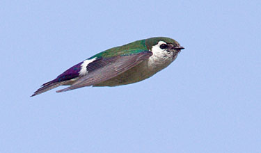 Color in motion: Violet-green Swallows | Audubon California