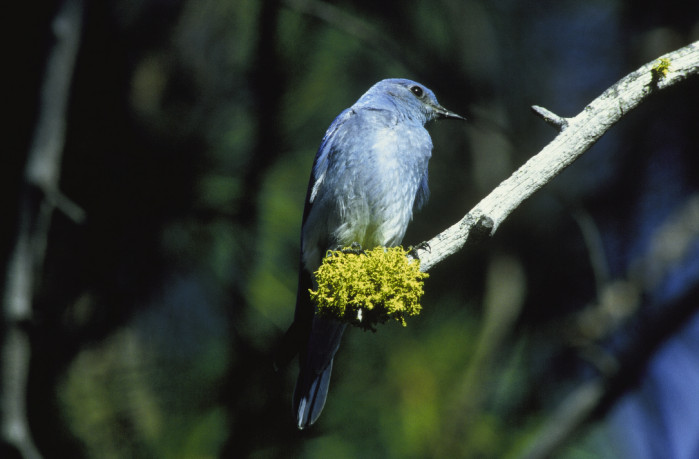 Where Have All The Bluebirds Gone?