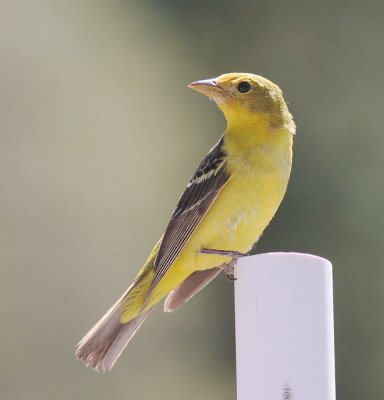 Western Tanagers hitting California big time | Audubon California