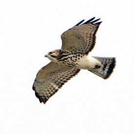 Record sightings of Broad-wing Hawks in Marin | Audubon California