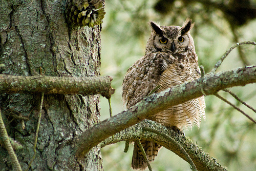 Owling California | Audubon California