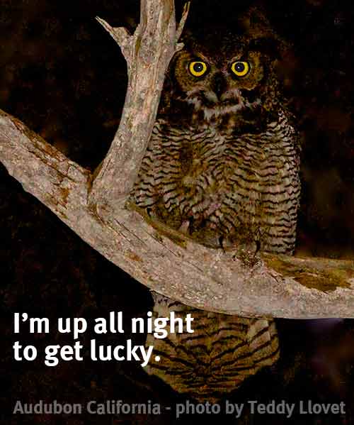 morning bird night owl meme
