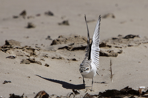 Ten things you need to know about Western Snowy Plover | Audubon California