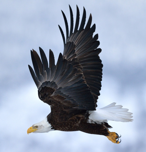 Why the Bald Eagle is the most hardcore bird in the history of hardcore  birds in 15 facts