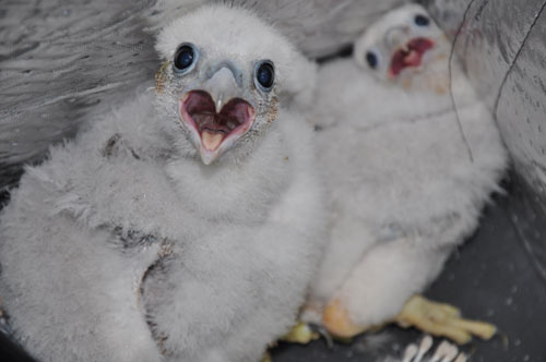 Rare peregrine falcon chicks spotted living atop Toronto high-rise and  they're adorable