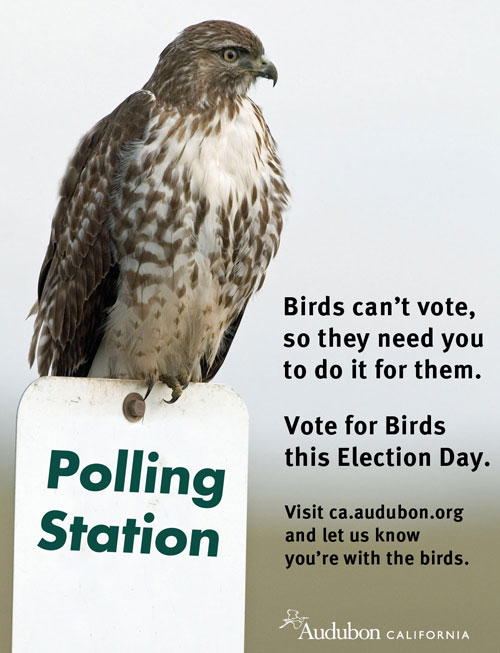 The birds need you to vote for them Audubon California