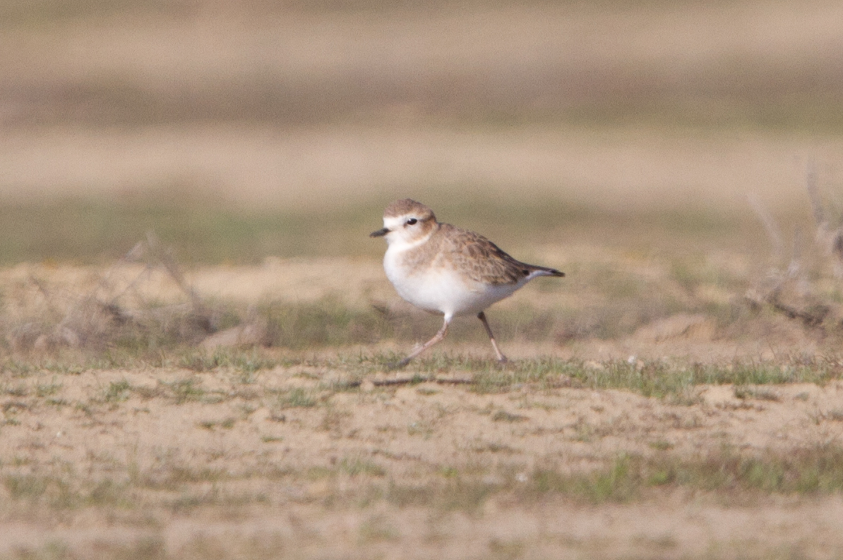 Mountain Plover in Panoche Valley Marcel Holyoak