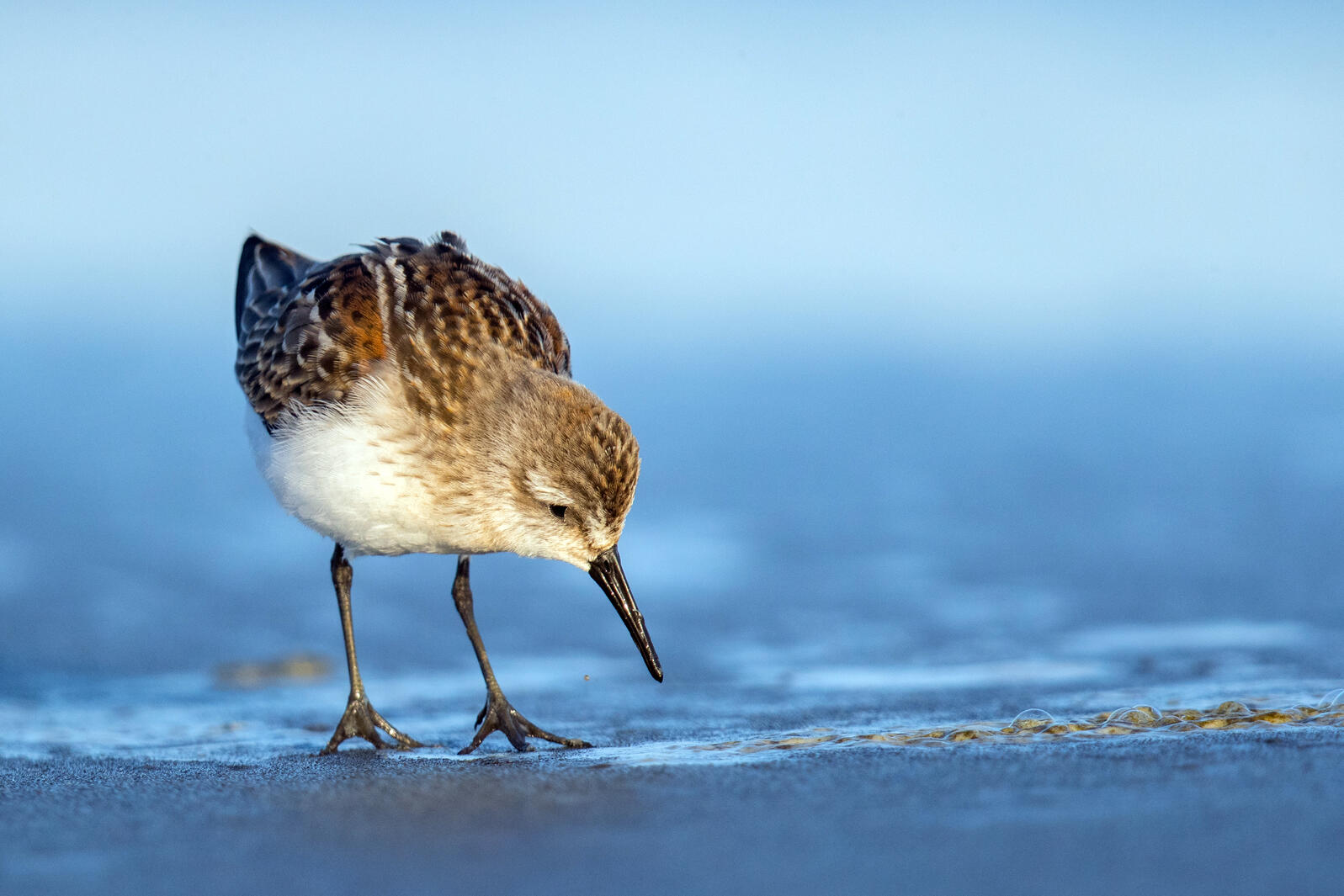 A Western Sandpiper looks for food along the shoreline