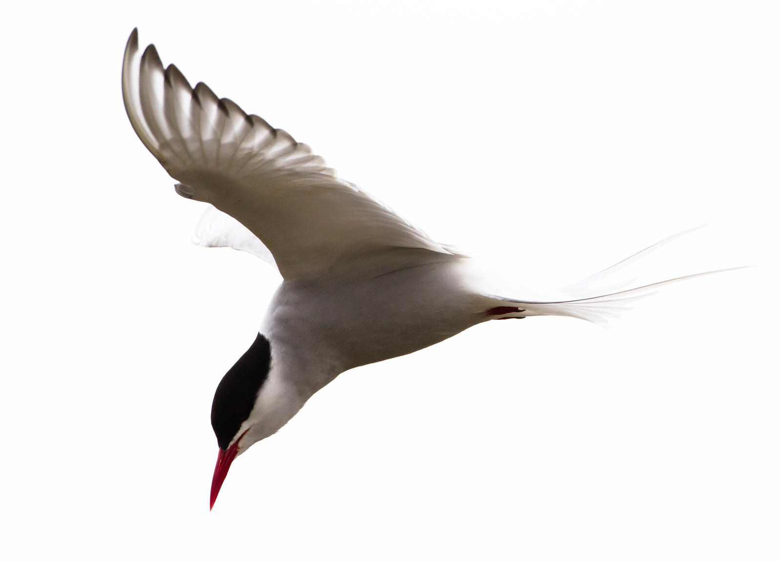 The Arctic Tern's Prayer