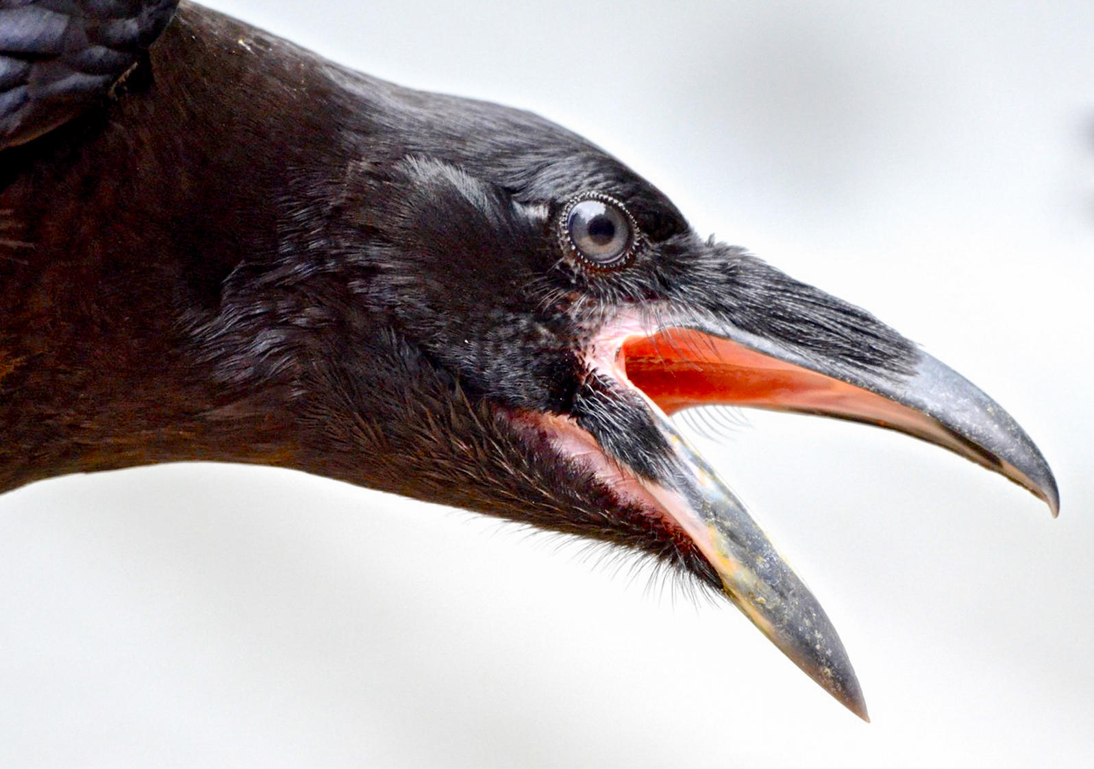 13 Bird Superstitions | Audubon California