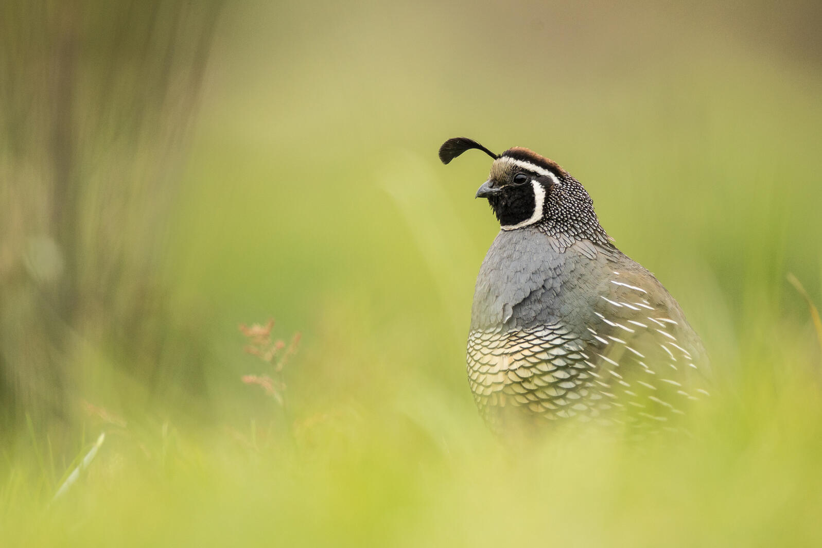 An iconic California Quail strikes a pose, with the vibrant grass providing a colorful frame.