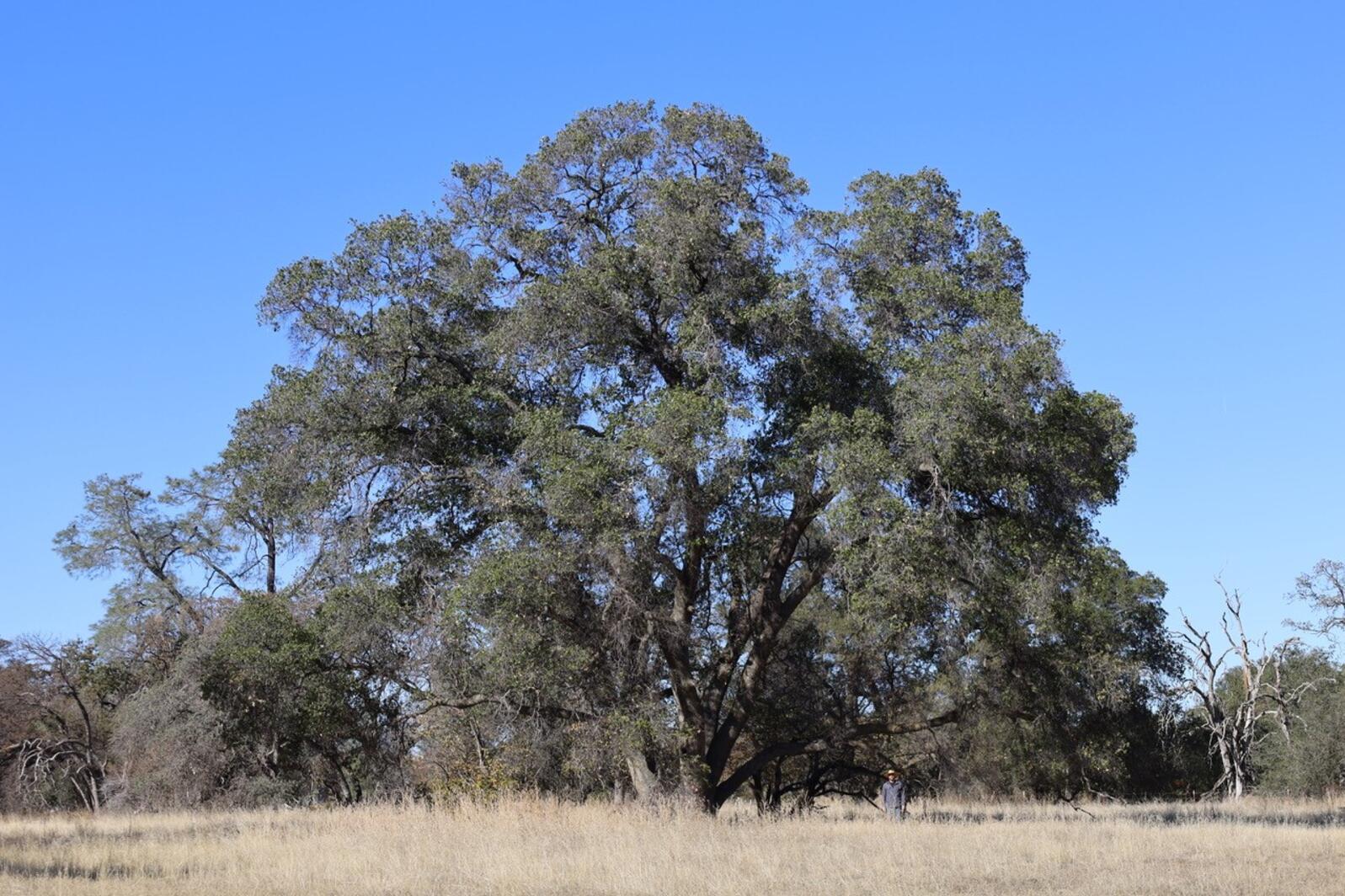 Wow Now That S A BIG Oak Tree Audubon California   Interior Live Oak 