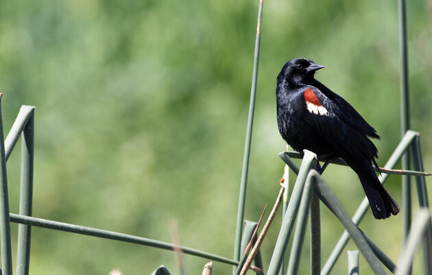 Audubon and Partners Protected 155,000 Tricolored Blackbirds in 2022