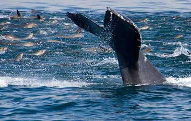 Seabird and marine mammal feeding frenzy in Monterey Bay
