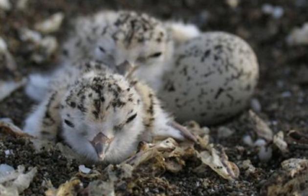 Sharing Our Shores programs protect threatened shorebirds all along California coast