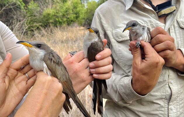 Comeback Cuckoo: Baba Ghanoush Returns to Audubon Kern River Preserve in California