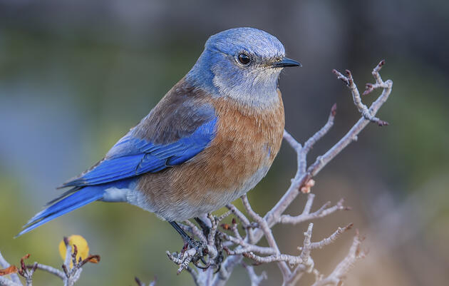 Volunteer Opportunity: Bluebird Nesting Boxes