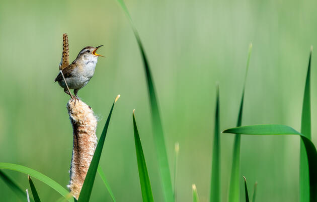 Webinar Series: Mindful Birding and Bird Language
