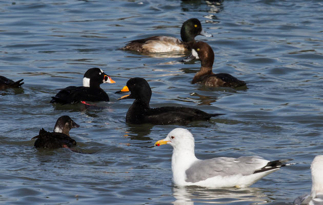 Pacific herring are spawning in San Francisco Bay and the birds are loving it