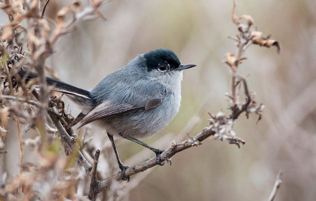 Which CA birds get left out if federal Endangered Species Act disappears?
