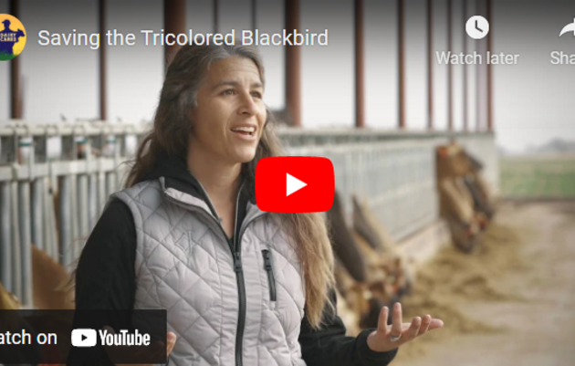Farmers Play Key Role in Protecting Tricolored Blackbirds 