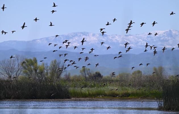 Seasonal Magic: Just Add Water to Create 60,000 Acres of Bird Habitat