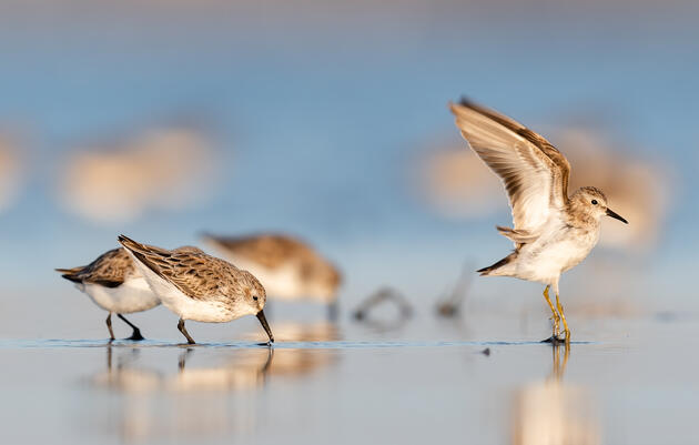 Sandpiper Diet is More than Meets the Eye