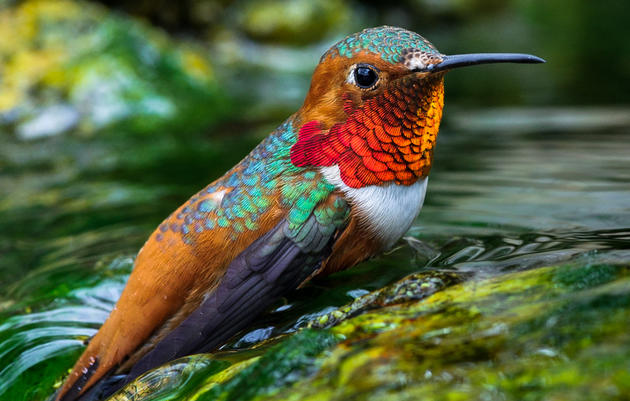 Allen's Hummingbird and Climate Change