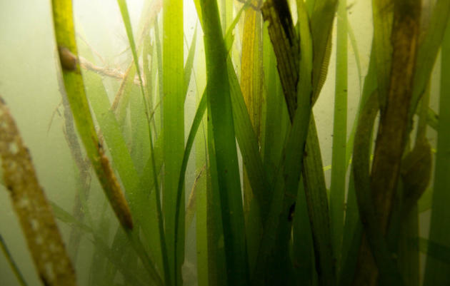 Eelgrass, Herring, and Waterbirds in San Francisco Bay: Threats and Opportunities