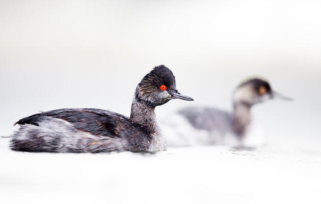 California Voters Said Yes to Prop 4, a Win for Birds, People, and Our Shared Future!