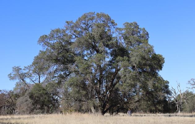 Wow! Now that's a BIG Oak Tree.
