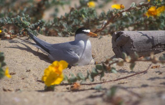 Endangered birds nest at Malibu Lagoon Beach