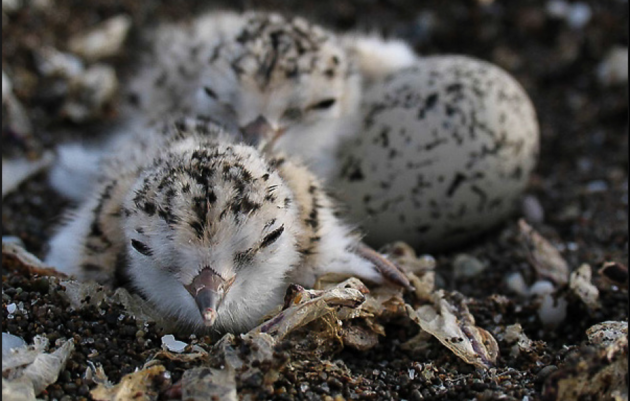 Los Angeles Audubon seeking funds to sustain critical program for Western Snowy Plovers