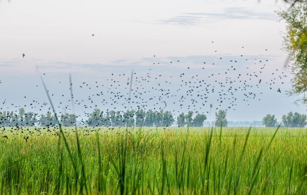 Tricolored Blackbirds on the Rise!