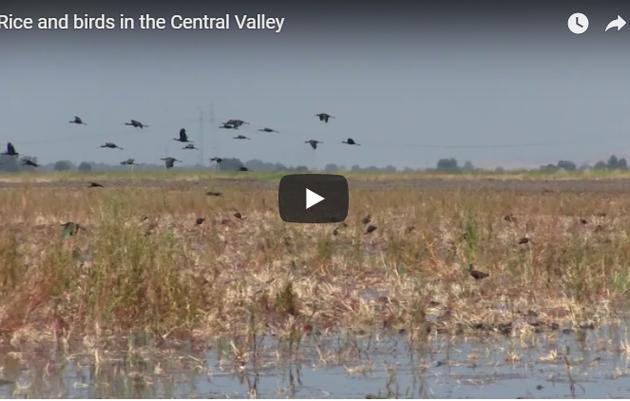 Working with rice farmers to help birds in the Central Valley