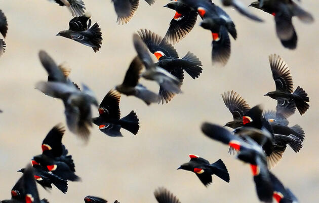 Tricolored Blackbird Recovery Imperiled 