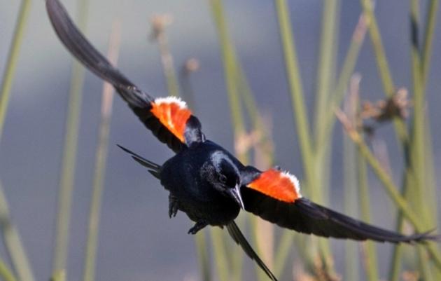 SUCCESS! 178,500 Tricolored Blackbirds Saved in 2019