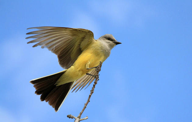 Bill to protect California’s migratory birds advances