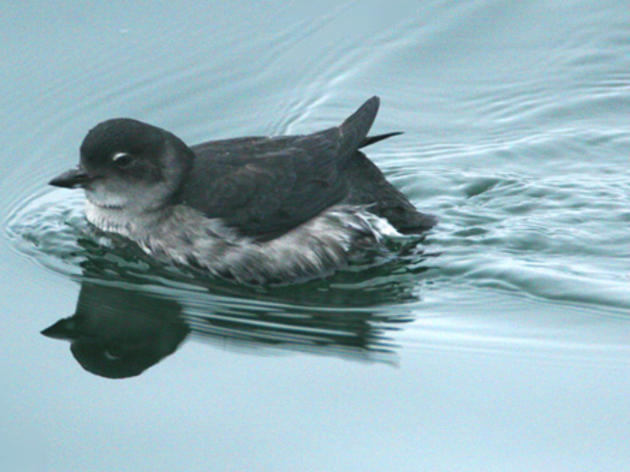 Now is a great time to ask fisheries managers to protect food for California seabirds