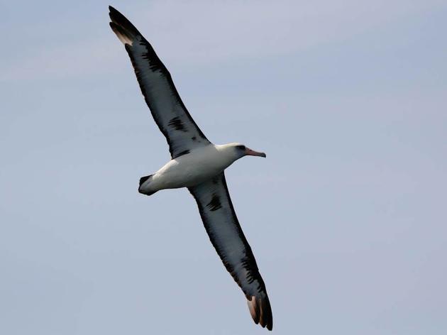 California congressman introduces bill to reduce seabird deaths