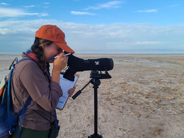Intermountain West Shorebird Survey: Preliminary Results Indicate 250,000 Migratory Shorebirds at the Salton Sea