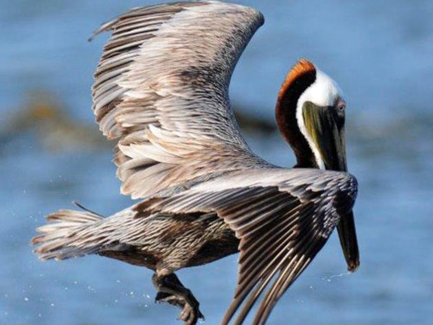 Wildlife agencies must address Brown Pelican woes